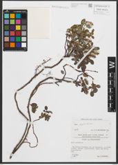 Foto von Salix pyrenaica Gouan